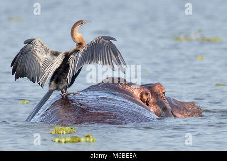 Afrikanische schlangenhalsvogel (anhinga Rufa), aka snakebird, seine Flügel trocknen, während auf ein nilpferd thront, Lake Victoria Falls National's "urchison Park', Uga Stockfoto