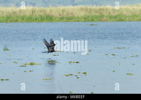 Afrikanische schlangenhalsvogel (anhinga Rufa), aka snakebird, Lake Victoria Falls National's "urchison Park', Uganda, Afrika Stockfoto