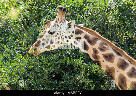 Rothschild Giraffe surfen, Falls National's "urchison Park', Uganda, Afrika Stockfoto