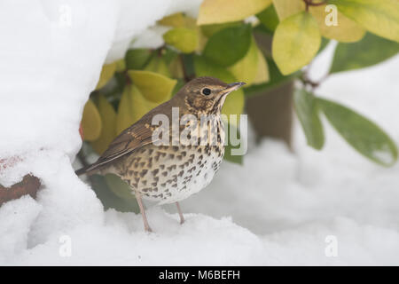 Singdrossel (Turdus philomelos) im Winter Stockfoto