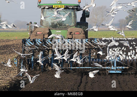 Der John Deere 8RT Traktor Pflügen von Möwen gefolgt Stockfoto