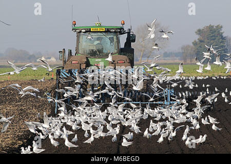 Der John Deere 8RT Traktor Pflügen von Möwen gefolgt Stockfoto