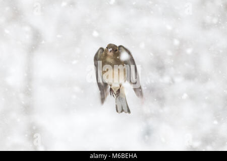 Weibliche Buchfink durch Schnee fliegen Stockfoto