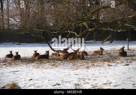 Herde von Red Deer Zuflucht vom Schnee in Bedfords Park im Londoner Stadtteil Havering in Essex. Stockfoto