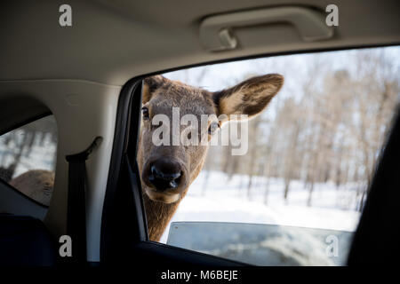 Neugierig auf der Suche nach Rotwild Karotten Stockfoto