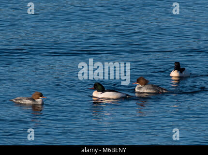 Gruppe der Gänsesäger (Mergus Merganser) 2 Erpel und 2 Enten am Meer in Schottland. Stockfoto