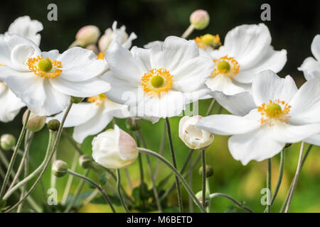 Anemone sylvestris Stockfoto