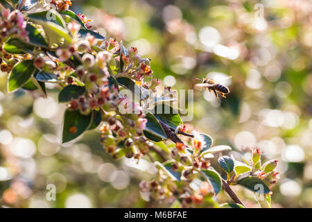 Honeybee fliegen in Richtung Cotoneaster franchetii Stockfoto