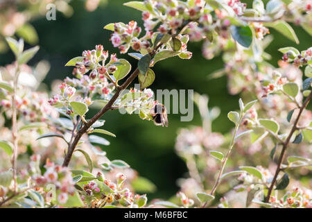 Cotoneaster franchetii Stockfoto