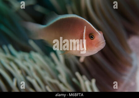 Rosa Anemonenfischen, Amphiprion perideraion, Pomacentridae, Anilao, Philippenes, Asien Stockfoto