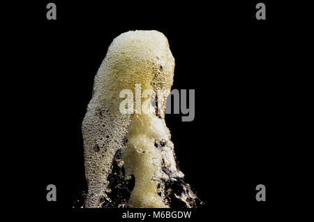 Brunnen gefangen Close up mit hoher Geschwindigkeit Stockfoto