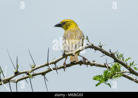 Weiblich Black-headed Weaver (Ploceus melanocephalus), aka gelb-backed Weaver thront auf Akazie, Queen Elizabeth National Park, Uganda, Afrika Stockfoto