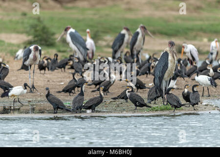 Afrikanische Heilige Ibis (Threskiornis aethiopicus), Kormoran (Phalacrocorax carbo), auch bekannt als der große schwarze Kormoran, Marabu (Leptoptilos crume Stockfoto