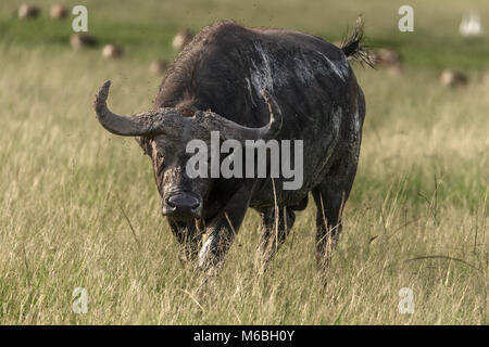 Stier Büffel Queen Elizabeth National Park, Uganda, Afrika Stockfoto