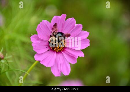 Ein wunderschönes Bild von einer Biene auf einer Blume im Frühling gemacht. Stockfoto