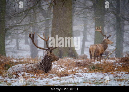 Ein Rotwild Hirsch in Bracken im Schnee liegen. Stockfoto