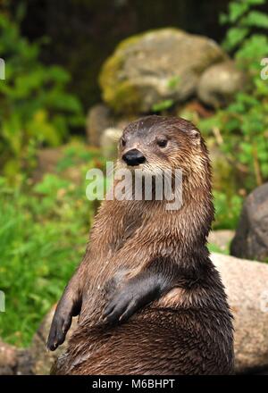 Nahaufnahme der niedlichen eurasischen Otter (Lutra lutra), die auf Felsen liegt und zur Seite der Kamera schaut. Highland Wildlife Park, Schottland Stockfoto