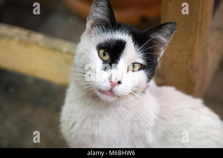 Porträt eines Heimatlosen weiße Katze mit einem schwarzen Auge Flecken in den Souq von Fes, Marokko Stockfoto