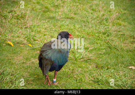 Pukeko laufen auf Gras Stockfoto