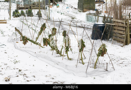 Brassica oleracea. Rosenkohl auf eine Zuteilung Grundstück, im Schnee. Stockfoto