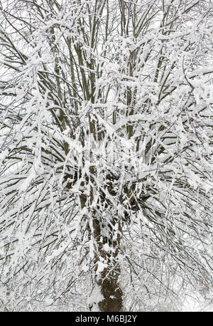 Schneebedeckte Zweige. Stockfoto