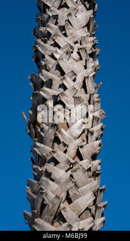 Exotische palm Rinde geschnitten in der Hälfte Stockfoto