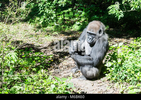 Westlicher Flachlandgorilla ist der Kleinste der vier Gorilla Arten und die Einzige, die in Gefangenschaft gehalten Stockfoto