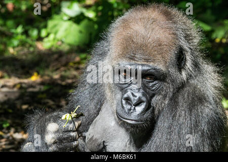 Westlicher Flachlandgorilla ist der Kleinste der vier Gorilla Arten und die Einzige, die in Gefangenschaft gehalten Stockfoto