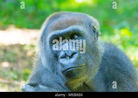 Westlicher Flachlandgorilla ist der Kleinste der vier Gorilla Arten und die Einzige, die in Gefangenschaft gehalten Stockfoto