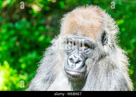 Westlicher Flachlandgorilla ist der Kleinste der vier Gorilla Arten und die Einzige, die in Gefangenschaft gehalten Stockfoto