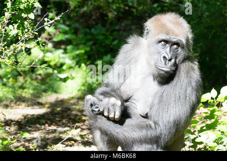 Westlicher Flachlandgorilla ist der Kleinste der vier Gorilla Arten und die Einzige, die in Gefangenschaft gehalten Stockfoto