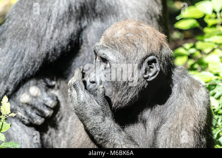 Westlicher Flachlandgorilla ist der Kleinste der vier Gorilla Arten und die Einzige, die in Gefangenschaft gehalten Stockfoto