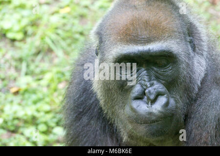 Westlicher Flachlandgorilla ist der Kleinste der vier Gorilla Arten und die Einzige, die in Gefangenschaft gehalten Stockfoto