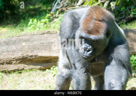 Westlicher Flachlandgorilla ist der Kleinste der vier Gorilla Arten und die Einzige, die in Gefangenschaft gehalten Stockfoto