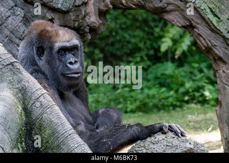 Westlicher Flachlandgorilla ist der Kleinste der vier Gorilla Arten und die Einzige, die in Gefangenschaft gehalten Stockfoto