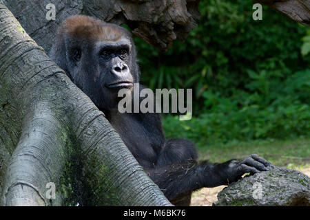 Westlicher Flachlandgorilla ist der Kleinste der vier Gorilla Arten und die Einzige, die in Gefangenschaft gehalten Stockfoto