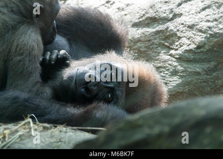 Westlicher Flachlandgorilla ist der Kleinste der vier Gorilla Arten und die Einzige, die in Gefangenschaft gehalten Stockfoto