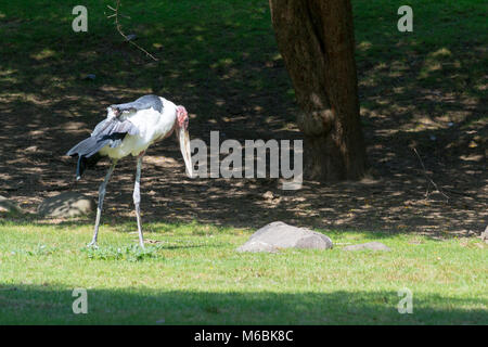 Marabout Storch auch als Der undertaker Vogel doe seine Form bekannt Stockfoto