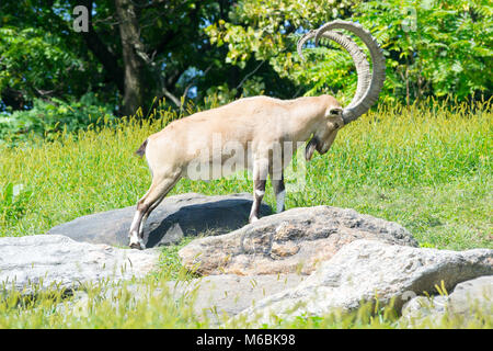 Die nubischen Steinböcken ist eine Gattung der Ziege, die in den Bergen des Mittleren Ostens gefunden werden kann. Stockfoto