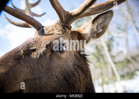 Neugierige Hirsche bei Omega Park Stockfoto