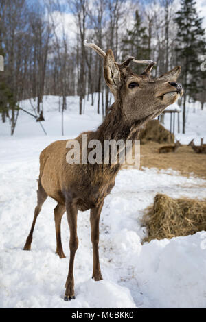 Neugierige Hirsche bei Omega Park Stockfoto