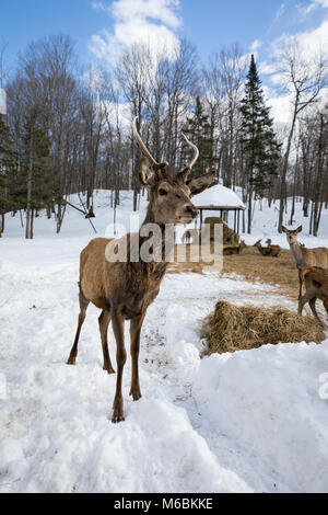 Neugierige Hirsche bei Omega Park Stockfoto