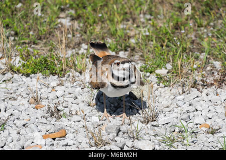 Ein killdeer besorgt, dass ich versuchen könnten, um ihr Nest zu schließen. Die killdeer wird versuchen, Raubtiere, weg von seinem Nest zu ziehen mit einem gebrochenen Flügel ein Stockfoto