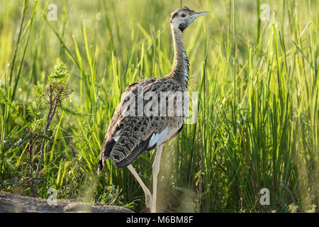 Schwarz-bellied Bustard (korhaan), Lissotis melanogaster, Falls National's "urchison Park', Uganda, Afrika Stockfoto