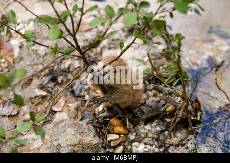 Ein Baby Biber Kauen auf der Rinde eines jungen Buche Bäumchen in den Alabama River Sumpf, in Monroe County Alabama Stockfoto