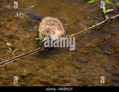 Ein Baby Biber Kauen auf einem Stock im Wasser, in den Alabama River Sumpf, in Monroe County Alabama Stockfoto