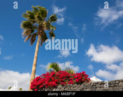 Palmen und Blumen vor blauem Himmel Pueto del Carmen Lanzarote, Kanarische Inseln. Spanien Stockfoto