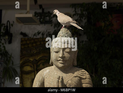 Taube sitzend auf Buddha Kopf Pueto del Carmen Lanzarote, Kanarische Inseln. Spanien Stockfoto