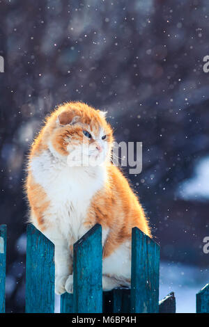 Lustige rote Katze sitzt auf der Straße in den frühen Frühling auf einem hölzernen Zaun während einem Schneefall Stockfoto