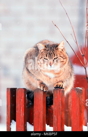 Helle, schöne Straße gestreifte Katze im frühen Frühjahr sitzt auf einem hölzernen Zaun bei Schneefall gerade auf der Suche Stockfoto